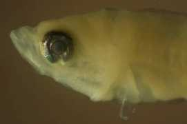 coralreeffish.com Iseri