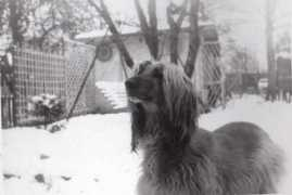 tinas-hundesalon.de Isleen