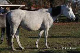 Ismene