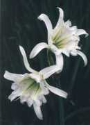 Ismene