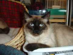 purrfectcats.org Isobell