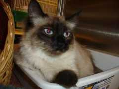 purrfectcats.org Isobell