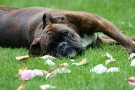 boxerland.de Isodora