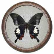butterflies.com.ua Iswara