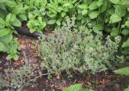 infojardin.com Itciar