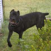 canecorsodelecousse.com Ivanicheva