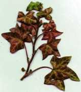 Ivies