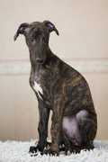 fc.greyhound.ru Ixander