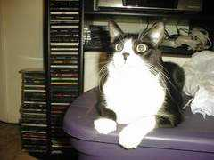 catster.com Izobel