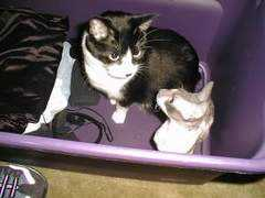 catster.com Izobel
