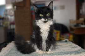 Izzy