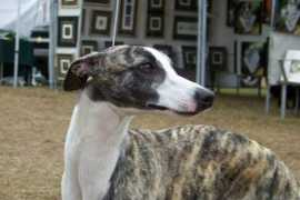 jaamawhippets.com Jaama