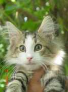 bosqueartemisa.com Jabato
