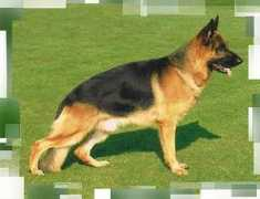 rivergreen-shepherds.com Jabora