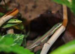 reptarium.cz Jabornik