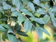 botanic.jp Jaboti