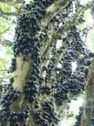 fotothing.com Jabuticaba