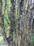 arara.fr Jabuticaba