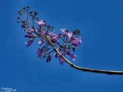 photo.ebearweb.net Jacaranda
