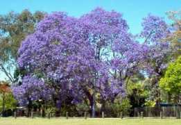 templedarkmoon.com Jacaranda