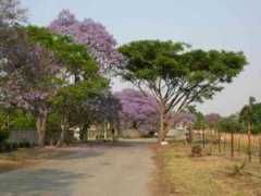 resurrectionsong.com Jacaranda