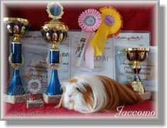 Jaccomo