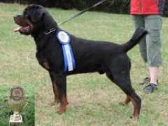 Jaccomo