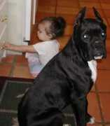 boxerbarn.net Jacelyn