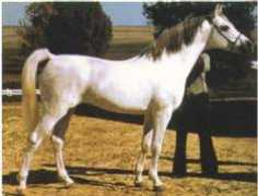 Jacio
