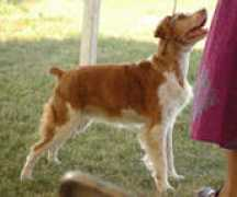 brittanybreed.info Jacis