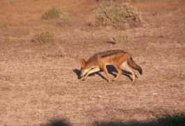 safaris-botswana.com Jackals