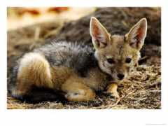 topnews.in Jackals