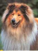 colliesinitaly.it Jackaroo