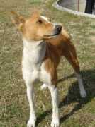 basenji.it Jackot