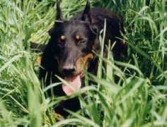 beauceron1969.free.fr Jackou