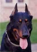beauceron1969.free.fr Jackou
