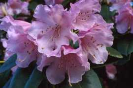 downsrhododendrons.com Jackwill