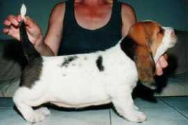 bassethoundbray.com Jaclyne
