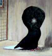 pigeonfanciers.ca Jacobin