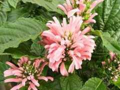 fichas.infojardin.com Jacobina