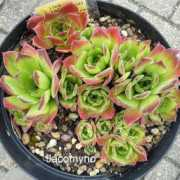 semperhorst.de Jacomino