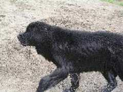 podajlape.pl Jacool