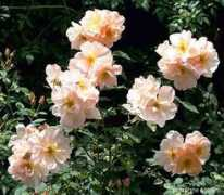 rosegathering.com Jacquenetta
