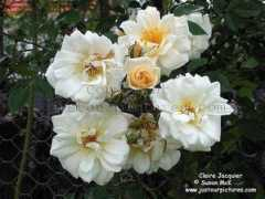 justourpictures.com Jacquier
