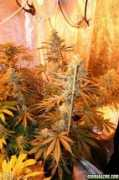 420magazine.com Jact