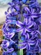 duanrevig.com Jacynthe