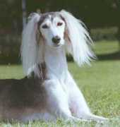 Jaddah
