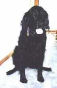 Jadec