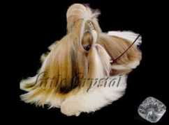 canillc.com.br Jadev