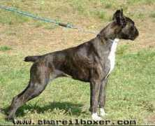 clikkailboxer.com Jadria